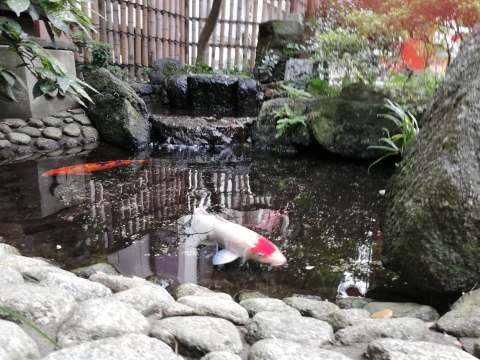 43582762_1862563973793562_3071742304948584448_n