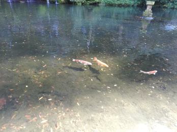 45886672_365237994019474_149765535381323776_n