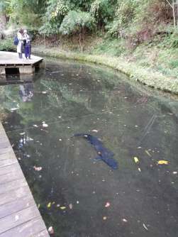 45907994_301322207380556_8438420377863979008_n