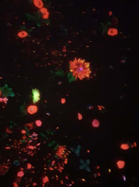 56448987_277079719878713_4821607548656287744_n