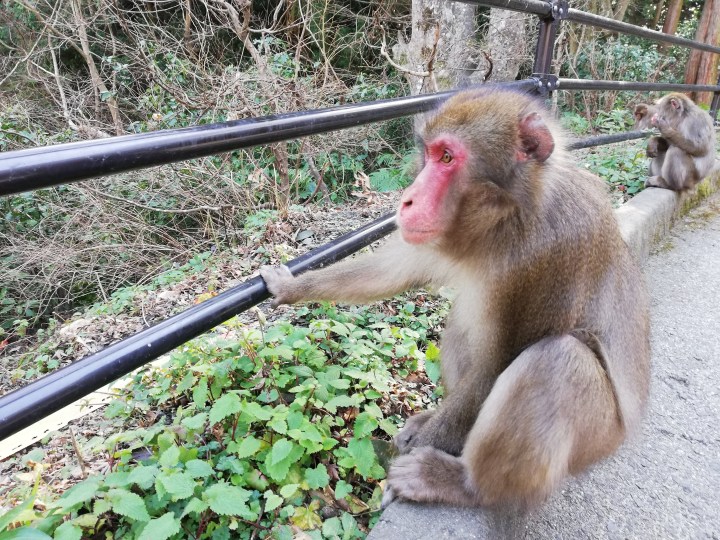 Japanese Monkey Mountain,&nbsp;Beppu